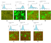 <p>Figure 5. HR9 CPP-mediated NS3 DNA delivery in HEK-293T cells by Fluorescent microscopy and Flow cytometry: NS3 DNA was incubated with HR9 for 1 <em>hr</em>, with +36 GFP for 4 <em>hr</em> and TurboFect for 6 <em>hr</em>, respectively. A) HEK-293T as a negative control; B) pEGFP-C3/TurboFect as a positive control; C) pEGFP-NS3/TurboFect; D) pEGFP-NS3/+36 GFP at an N/P ratio of 10:1; E) pEGFP-C3/HR9 at an N/P ratio of 5:1; F) pEGFP-NS3/HR9 at an N/P ratio of 5:1; G) pEGFP-NS3/HR9 at an N/P ratio of 2:1.</p>