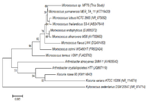 <p>Figure 1. Phylogenetic tree of <em>Micrococcus</em> sp. MP76.</p>