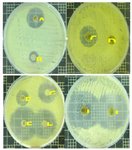 <p>Figure S1. Susceptibility of <em>Micrococcus</em> sp. MP76 to different antibiotics including: Ciprofloxacin (A); Chloramphenicol (B); Daptomycin (C); Streptomycin (D); Vancomycin (E); Penicillin (F); Trimethoprim (G); Erythromycin (H); Rifampicin (I) and Linezolid (J).</p>