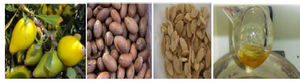 <p>Figure 1. Fruit, seed, core of argan oil.</p>