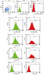 Figure 1. Flow cytometry plot. hAM-MSCs were prepared and their surface markers were assessed by flow cytometry technique. A) hAM-MSC were gated, B-C) isotype controls, D-E) hAM-MSCs were positive for CD29 and CD166, respectively. F-I) hAM-MSCs were also positive for CD105, CD73, CD44 and CD90, respectively. J-K) hAM-MSCs were negative for CD45 and CD34, respectively.