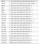 Table 1. The appendix sequence of PCR primers