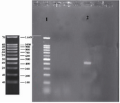 Figure 2. Colony PCR of IGF-1 sequence integrated into pET-24a. Lane 1 contained DNA Ladder (Sinagene (Iran)) and lane 2 contained IGF-1 sequence or the region located between two primers (425 bp band).