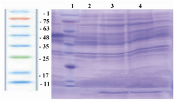 Figure 3. SDS-PAGE for analysis of the expression of IGF-1 protein in E. coli BL21 (DE3). Lane 1(protein ladder) contained protein ladder (Sinagene, Iran), lanes 3 and 4 contained a 7.6 kDa band, representing the expression of rhIGF-1 protein induced by IPTG, and lane 2 representing the pattern of transformed BL21 under-un-induction condition (without IPTG).