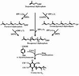 Figure 1. The tandem condensation reactions by decaprenyl diphos-phate synthase result in the polymerization of isopentenyl diphos-phate (IPP) molecules into decaprenyl diphosphate. The indicated enzymes are as follow: FPPS, farnesyl diphosphate synthase; GGPPS, geranylgeranyl diphosphate synthase; DPPS, decaprenyl diphosphate synthase and UbiA, 4HB-polyprenyl transferase (Zahiri et al, 2009).