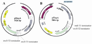 Figure 3. Schematic representation of recombinant pDispA plasmid, encoding for ispA gene under the control of PBAD promoter (A) and pTispA plasmid, encoding for ispA gene under the control of trc promoter B). The genetic maps are generated by SnapGene software (from GSL Biotech; available at snapgene.com).