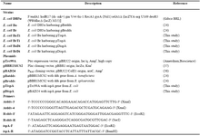 Table 1. Strains, plasmids and primers used in this study