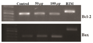 Figure 7. HeLa cells were treated with O. erinaceus extracted polysaccharide and the mRNA expression of Bax and Bcl-2 were assessed. RT-PCR analysis indicated that isolated polysaccharide exerted pro apoptotic effect on HeLa cells.