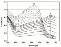 Figure 2A. Overlays of consecutive visible absorbance scans of Proteus mirabilis PCM 543 assay (108 CFU ml-1) in Mueller-Hinton Broth in the presence of 0.5 mg ml-1  MTT. Ascending black lines (A) represent the first 90 min of MTT reduction recorded in 10 min intervals, after that time acidic isopropanol was added; descending dot lines (B) were recorded for 110 min after acidic isopropanol addition.