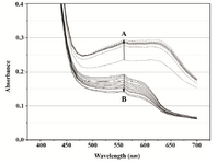 Figure 4A. Overlays of consecutive visible absorbance scans of Proteus mirabilis PCM 543 assay (108 CFU ml-1) in PBS in the presence of 0.5 mg ml-1 MTT. Arrow A shows the direction of absorbance changes during the MTT reduction step, arrow B during formazan solubilization with acidid isopropanol.