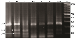 Figure 1. Electrophoresis pattern of PON1 L55M polymorphism using PCR-RFLP and Hin1II restriction enzyme. I) Undigested PCR products, II) LM (103,146, and 249 bp fragments). III to VII) MM (103, and 146 bp fragments), LL (249 bp fragment), LL, and LM genotype, respectively. M) 100 bp ladder.  Numbers are in base pair (pb).