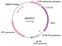 Figure 3. pBudTJ1 schematic view.