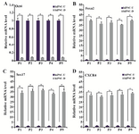 Figure 2. QRT-PCR analysis of DE and pluripotency markers. Beta2M was considered as the housekeeping gene. The values of undifferentiated hiPSCs were set at 1. Experimental values were expressed as mean±standard deviation (SD); *p&lt;0.05, hiPSC-U: undifferentiated hiPSCs, hiPSC-D: differentiated hiPSCs, P1: Protocol 1, P2: Protocol 2, P3: Protocol 3, P4: Protocol 4, P5: Protocol 5.