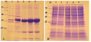 Figure 3. Analysis of recombinant reteplase expressed in <i>E. coli</i> Rosetta-gami (DE3) at 37<i>°C</i> and 1 <i>mM</i> IPTG. A) The insoluble and B) soluble fractions of cell lysates were separated and loaded on 10% SDS-PAGE. M: prestained molecular weight marker, fractions were withdrawn before induction of expression (lane 1), at 1 <i>hr</i> (lane 2), 2 <i>hr</i> (lane 3), 4 <i>hr</i> (lane 4) and 20 <i>hr</i> (lane 5) after induction.