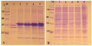 Figure 4. Analysis of recombinant reteplase expressed in <i>E. coli</i> SHuffle T7 at 37<i>°C</i> and 1 <i>mM</i> IPTG. A) The insoluble and B) soluble fractions of cell lysates were separated and loaded on 10% SDS-PAGE. M: prestained molecular weight marker, fractions were withdrawn before induction of expression (lane 1), at 1 <i>hr</i> (lane 2), 2 <i>hr</i> (lane 3), 4 <i>hr</i> (lane 4) and 20 <i>hr</i> (lane 5) after induction.