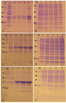 Figure 6. Alteration of expression condition in SHuffle T7 <i>E. coli</i>. A) The insoluble and B) soluble fractions of cell lysates after induction of expression at 18<i>°C</i> with 1 <i>mM</i> IPTG. C) The insoluble and D) soluble fractions of cell lysates after induction of expression at 37<i>°C</i> with 120 <i>rpm</i> shaking. E) The insoluble and F) soluble fractions of cell lysates after induction of expression at 18<i>°C</i> and 120 <i>rpm</i> with 0.1 <i>mM</i> IPTG. M: prestained molecular weight marker, fractions were withdrawn before induction of expression (lane 1), at 1 <i>hr</i> (lane 2), 2 <i>hr</i> (lane 3), 4 <i>hr</i> (lane 4) and 20 <i>hr</i> (lane 5) after induction.