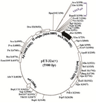 Figure 2. Schematic representation of recombinant expression vector. The VEGF<sub>165</sub> gene inserted into the multiple cloning sites of pET-32a(+).