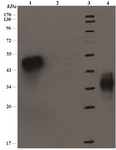 Figure 5. SDS-PAGE12% (<i>w/v</i>) analysis of VEGF<sub>165</sub> and immunoblot with anti His Tag antibody. Lanes 1) positive control (His-Streptokinase), 2) negative control; bacterial lysate without insert, 3) protein molecular marker, 4) cell laysate of the transformed VEGF<sub>165</sub>_pET-32 a(+)construct.