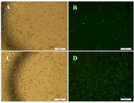 Figure 4. Apoptotic morphological alterations in HeLa treated cells with Annexin V-PI staining. (A, B) HeLa cells untreated observed by inverted fluorescence microscope, respectively. C, D) The HeLa treated cells with 50 <i>µg/ml</i> brittle star methanol extract indicate externalization of phosphatidylserine to outer leaflet as one of the apoptosis main characteristic. Green color is indicating apoptotic cells (400×magnification).