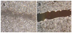 Figure 6. Inhibitory effect of brittle star alcoholic extract on cell migration of HeLa cells by wound healing assay. A) Control group, 48 <i>hr</i> after scratch formation B) Treatment group with 50 <i>µg/ml</i> of brittle star extract (IC<sub>50</sub> value), which exhibited the brittle star extract effectively suppressed cell motility 48 <i>hr</i> after scratch formation.