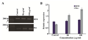 Figure 7. A) Qualitative assessment of the effect of brittle star methanol extract on expression of Bax mRNA (135 <i>bp</i>) in HeLa cells. B<sub>2</sub>M mRNA was used as an internal control gene (230 <i>bp</i>). B) The densitometry of gel quantitatively evaluated by image J indicates up-regulation of Bax pro-apoptotic gene in treated HeLa cells.