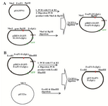 <p>Figure 1. Cloning strategies for constructing the A) pIRES2-EGFP-FoxP3-IgG2Fc and B) pET21a-FoxP3-IgG2Fc vectors.</p>