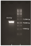 <p>Figure 2. Agarose gel electrophoresis of the PCR amplified fragment. From left to right, Lane 1: negative control, Lane 2: PCR product, Lane3: DNA marker 1 <em>Kb</em> (Fermentase).</p>