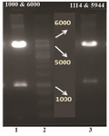 <p>Figure 3. Restriction analysis of the pIRES2-EGFP-FoxP3-IgG2Fc construct with two different enzymatic cocktails. Lane 2: DNA marker 1 <em>Kb</em> (Fermentase), Lane 1 and 3: digested forms of the recombinant plasmid by HindIII/BglII and NheI/BglII enzymatic cocktail, respectively.</p>