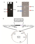 <p>Figure 4. A) Agarose gel electrophoresis of the PCR amplified frag-ment. From left to right, Lane1: DNA marker 1 <em>Kb</em> (Fermentase), Lane 2: PCR product; B) restriction analysis of the pET21a-Foxp3-IgG2 (Fc) construct. From left to right, Lane 1: DNA marker 100 <em>bp</em> (Fermentase), Lane 2: digested form of the recombinant plasmid by BglII enzyme; C) schematic representation of the expression elements in the pET21a-Foxp3-IgG2(Fc) plasmid. TheFoxp3-IgG2(Fc) nucleotide sequence was ligated into the BglII/HindIII sites of the pET21a plasmid. This cloning strategy permitted to fuse highly ef-ficient Ribosome Binding Site from the phage T7major capsid protein and T7 tag to the N-terminal and a6xHis tag to the C-terminal of the Foxp3-IgG2 (Fc) fragment.</p>