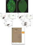 <p>Figure 5. A) Evaluation of transient transfection of pIRES2-EGFP-FoxP3-IgG2Fc in HEK 293T cells compared to B) non-transfected (negative control) using fluorescent microscopy (100X) and C, D) dot-plot and histogram views of flow cytometric analysis for GFP expression in non-transfected (control) compared to transfected cells, respectively; E) assessment of the expression for FoxP3-IgG2 (Fc) fusion protein in cell lysates of pIRES2-EGFP-FoxP3-IgG2Fc transfected HEK 293T cells was carried out by using anti-Fc(IgG) polyclonal antibody. Lane 1: negative control, Lane 2: the band for fusion protein of interest with the size of 69 <em>kDa</em> (indicated arrow), Lane 3: protein MW marker.</p>