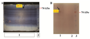 <p>Figure 7. A) Purification of rFoxp3- IgG2 (Fc) by Imidazole-SDS-Zinc reverse staining. From left to right: Lane 1: transformed bacterial lysate induced by IPTG which was run in a wide lane and shown by arrow, Lane 2: protein marker; B) western blot analysis. From left to right, Lane 1: induced <em>E. coli </em>BL21containing Pet21a-FoxP3-IgG2(Fc), Lane 2: negative control, Lane 3: protein marker.</p>