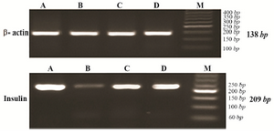 <p>Figure 3. Agarose gel electrophoresis of RT-PCR products of insulin expression (209 <em>bp</em>) and &beta; actin as internal control (138 <em>bp</em>) for experimental groups, stained with gel red. A) control group; B) diabetic group; C) diabetic rats received 10 <em>mg/kg</em> pioglitazone; D) diabetic rat received 400 <em>mg/kg</em> aquatic extract of stevia.</p>