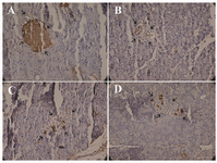 <p>Figure 8. Insulin-immunoreactive granules (show with arrow) in &beta;-cells. A) control B) diabetic, C) diabetic rats treated with pioglitazone and D) diabetic rats treated with stevia (&times;400).</p>