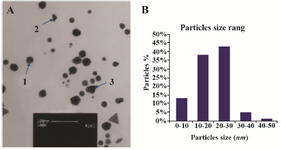 <p>Figure 3. A) Transmission electron microscope images of the green synthesized GNPs; B) Particle size distribution histogram of GNPs determined from TEM image analyzed by the Image J software.</p>