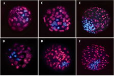 Figure 1. Epifluorescent microscopic images of bovine blastocysts derived from parthenogenetic activation and IVF. Trophectoderm and inner cell mass nuclei were labeled with propidium iodide (red) and Hoechst 33342 (blue), respectively. (A-B) Partenogenetic blastocysts derived from single treated groups (Ionomycin or ethanol). C-D) Partenogenetic blastocysts derived from combined treated groups (Ionomycin or ethanol with 6-DMAP). E-F) IVF-derived blastocysts