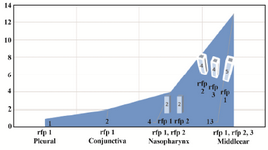 <p>Figure 2. This chart describes the number and type of pattern of the strain isolated from each section.</p>