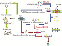 <p>Figure 1. Schematic representation of the cell-SELEX.</p>