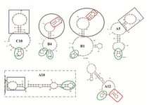 <p>Figure 4. Secondary structure prediction. Secondary structures of five selected aptamers were predicted using mfold software. dG of aptamers A12,B1,C10, A5 and B4 were -6.49, -7.85, -3.62, -5.92 and -5.03, respectively. Structure inside the box is obtained from RNA aptamer selected against extracellular domain of PSMA.</p>
