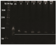 <p>Figure 6. Urea PAGE for the time-course analysis of dsDNA apta-mer digestion. M: 50 <em>bp</em> ladder, ds: undigested double strand DNA, 1: DNA digestion for 15 <em>min</em>, 2: DNA digestion for 20 <em>min</em>, 3: DNA digestion for 30 <em>min</em>, 4: DNAdigestion for 40 <em>min</em>, 5: DNA digestion for 50 <em>min</em>, 6: DNA digestion for 60 <em>min</em>.</p>
