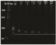 <p>Figure 6. Urea PAGE for the time-course analysis of dsDNA apta-mer digestion. M: 50 <em>bp</em> ladder, ds: undigested double strand DNA, 1: DNA digestion for 15 <em>min</em>, 2: DNA digestion for 20 <em>min</em>, 3: DNA digestion for 30 <em>min</em>, 4: DNAdigestion for 40 <em>min</em>, 5: DNA digestion for 50 <em>min</em>, 6: DNA digestion for 60 <em>min</em>.</p>
