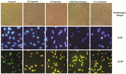 <p>Figure 2. Effect of sea cucumber saponin and dacarbazine on cytomorphological changes of B16F10 cells. Phtomicrographs indicated that B16F10 cells were treated with IC<sub>50</sub> concentrations of sea cucumber saponin, dacarbazine and co-treatment stained with DAPI and AO/PI mixed dye administrated apoptosis cell death (sp=saponin, dr=dacarbazine, Co- treatment=1200 <em>&micro;g/ml</em> dacarbazine+4 <em>&micro;g/ml</em> saponin).</p>
