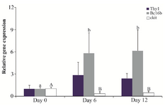 <p>Figure 2. Relative gene expression of <em>Thy1</em>, <em>Bcl6b</em> and <em>ckit</em> in the control group (n=3) on days 0, 6 and 12. Different letters (a, b, A and B) indicate significant difference in the expression of the specified gene among timepoints (p&lt;0.05).</p>
