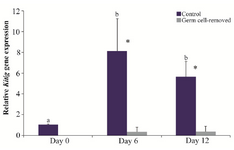 <p>Figure 5. Relative gene expression of <em>Kitlg</em> in the control and germ cell-removed groups (n=3) on days 0, 6 and 12. Different letters (a and b) indicate significant difference within groups between different timepoints (p&lt;0.05). Asterisks (*) indicate significant difference between two experimental groups at the specified timepoint (p&lt;0.05).</p>
