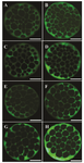 <p><strong>Figure 1.</strong> Immiunostaining of Na<sup>+</sup>/K<sup>+</sup>/ATPase &alpha;<sub>1</sub> and &beta;<sub>1</sub> subunits in embryos derived from fresh and vitrified oocytes. Green color in each micrograph indicates the presence of &alpha;<sub>1 </sub>and &beta;<sub>1</sub> Na<sup>+</sup>/K<sup>+</sup>/ATPase subunits probed by the respective primary antibodies which has been subsequently identified by secondary antibody conjugated with fluorescin isothiocyanate. The intensity of Na<sup>+</sup>/K<sup>+</sup>/ATPase &alpha;<sub>1</sub> and &beta;<sub>1 </sub>subunits in embryos derived from Control-fresh (A and B, respectively) and Control-Vit (C and D, respectively) groups. The intensity of Na<sup>+</sup>/K<sup>+</sup>/ATPase &alpha;<sub>1 </sub>and &beta;<sub>1</sub> subunits in embryos derived from vitrified oocytes supplemented with AngII during IVM (E and F, respectively). Expression of Na<sup>+</sup>/K<sup>+</sup>/ATPase &alpha;<sub>1 </sub>and &beta;<sub>1</sub> subunits in embryos derived from vitrified oocytes supplemented with Ang II during Day 4 of IVC (G and H, respectivly). Bars, 40 <span style="font-style: normal !msorm;"><em>&micro;m</em></span><em>.</em></p>
