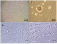 <p>Figure 1. Phase contrast microscopic morphological changes of hADSCs following differentiation with 1 <em>&mu;M</em> Paroxetine <em>in vitro</em>. A) Undifferentiated ADSC. B) After 6-7 days of culture in pre induction medium, the cells exhibited sphere shape; C) In control group, the induced cells with 1 <em>&mu;M</em> Paroxetine formed contracted cell bodies with long cytoplasmic processes 10 days post induction, (D) In the treated group, the cell bodies became bipolar and multipolar 10 days post induction. Scale bar=20 <em>&micro;m</em></p>
