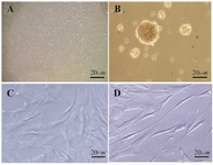 <p>Figure 1. Phase contrast microscopic morphological changes of hADSCs following differentiation with 1 <em>&mu;M</em> Paroxetine <em>in vitro</em>. A) Undifferentiated ADSC. B) After 6-7 days of culture in pre induction medium, the cells exhibited sphere shape; C) In control group, the induced cells with 1 <em>&mu;M</em> Paroxetine formed contracted cell bodies with long cytoplasmic processes 10 days post induction, (D) In the treated group, the cell bodies became bipolar and multipolar 10 days post induction. Scale bar=20 <em>&micro;m</em></p>
