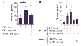 <p>Figure 2. Exogenous SFRP4 decreases 17-beta-estradiol (E<sub>2</sub>) production in rat granulosa cells (GCs). GCs were cultured and treated with FSH (50 <em>ng/ml</em>) and testosterone (0.1 <em>nM</em>) in the presence or absence of rhSFRP-4 (0.5 <em>ng/ml</em>) for 48 <em>hr</em>. A. E<sub>2</sub> levels and B. P<sub>4</sub> levels were determined in conditioned media by ELISA and data were expressed relative to untreated cells (control) as <em>pg/mg</em> or <em>ng/mg</em> protein, respectively. Bars represent mean&plusmn;SEM of four independent experiments assayed in triplicate. Superscript letters indicate statistically significant differences between treatment groups: *p&lt;0.05.</p>
