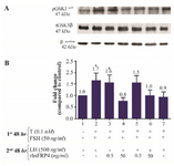 <p>Figure 5. Exogenous SFRP4 modulates GSK3&beta; activity in rat granulosa cells in a dose-dependent manner. A. The western blot shows a representative result of three independent experiments. B. Quantification was performed using AlphaEaseFC software to conduct densitometric analysis of three independent experiments. &beta;-actin levels were used as an internal control. Data were reported as the mean&plusmn;SD of the fold change relative to untreated cells (which had an arbitrary value of 1.0). (*p&lt;0.05, compared with untreated cells).</p>
