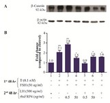 <p>Figure 6. Exogenous SFRP4 modulates activated &beta;-catenin levels in rat granulosa cells in a dose-dependent manner. A. The western blot shows a representative result of three independent experiments. B. Quantification was performed using AlphaEaseFC software to conduct densitometric analysis of three independent experiments. &beta;-actin levels were used as an internal control. Data are reported as the mean&plusmn;SD of the fold change relative to untreated cells (which were set with an arbitrary value 1.0).</p>
