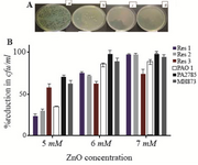 <p>Figure 2. A) Growth of different isolated of <em>P. aeruginosa </em>after 18 <em>hr</em> exposure to 7 <em>mM</em> of 399 ZnO NPs. a: Control (without NPs), MDR isolated strains b: Res 1,c: Res 2 and d: Res3. B) 400 Inhibitory rate (%) of different concentrations of ZnO NPs against standards (PAO1, 401 ATCC27853, MH873) and 3 MDR isolates of <em>P. aeruginosa</em>as indicated in text after 18 <em>hr</em> 402 exposure to ZnO NPs measured by colony count method (B).</p>
